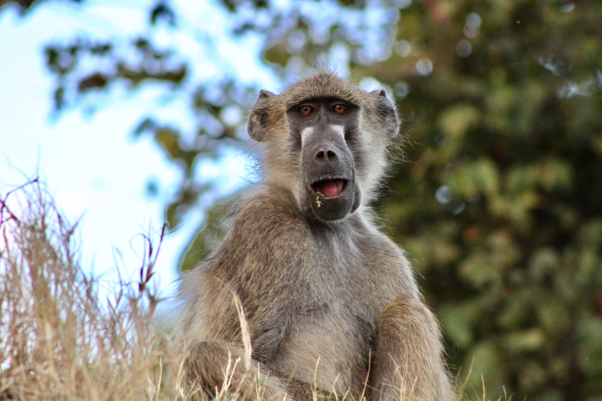 Portrait of a baboon in the wild