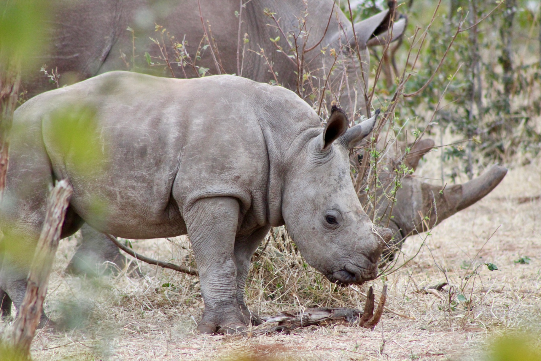 Baby white rhino standing beside its mother in the bush