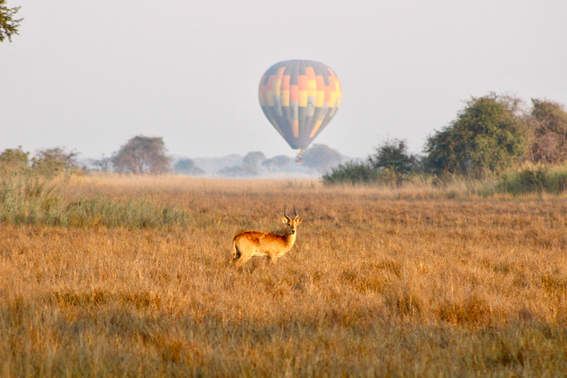 Antelope in a golden field with a hot air balloon on the horizon