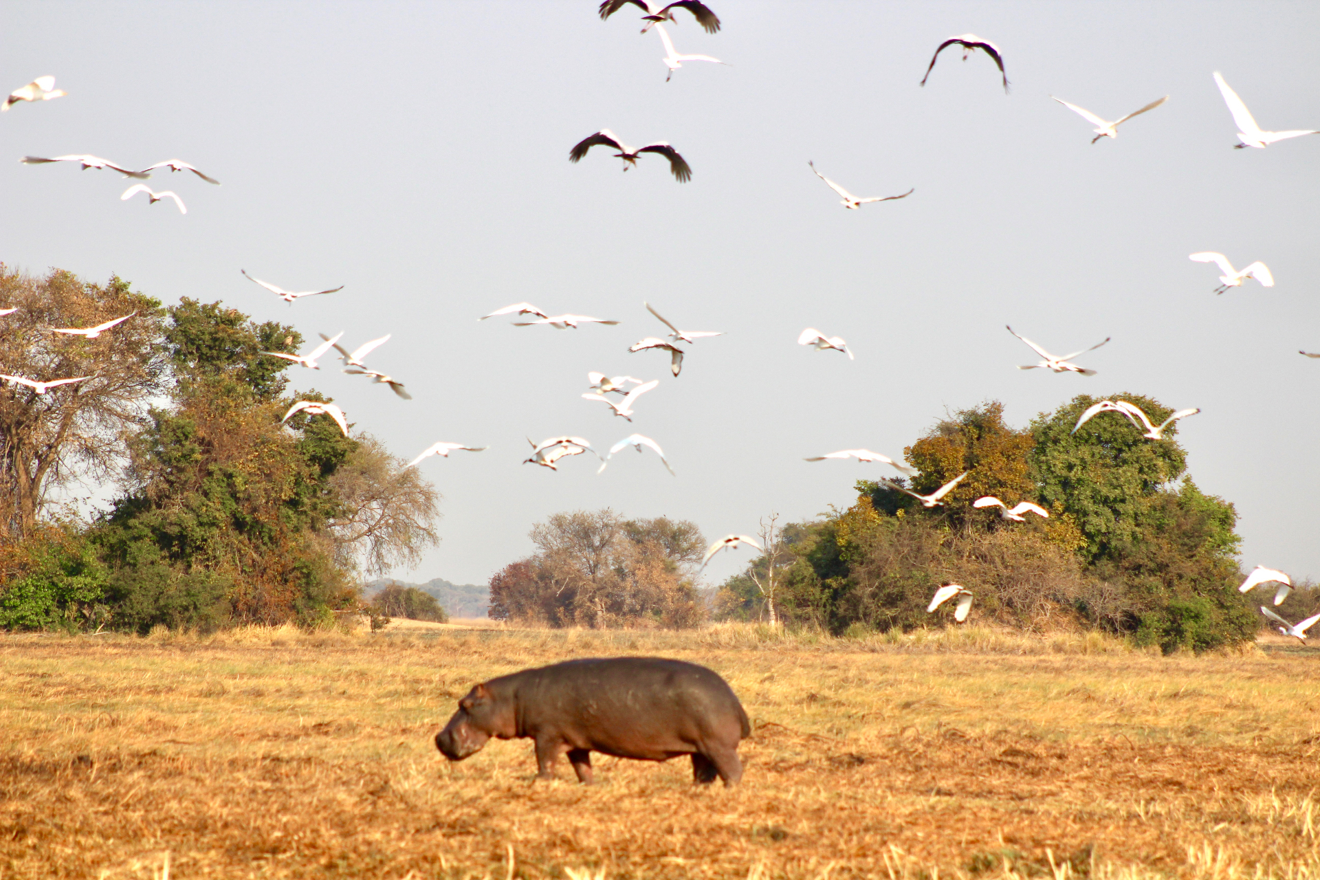 Hippo walking through a savanna as a flock of birds takes flight