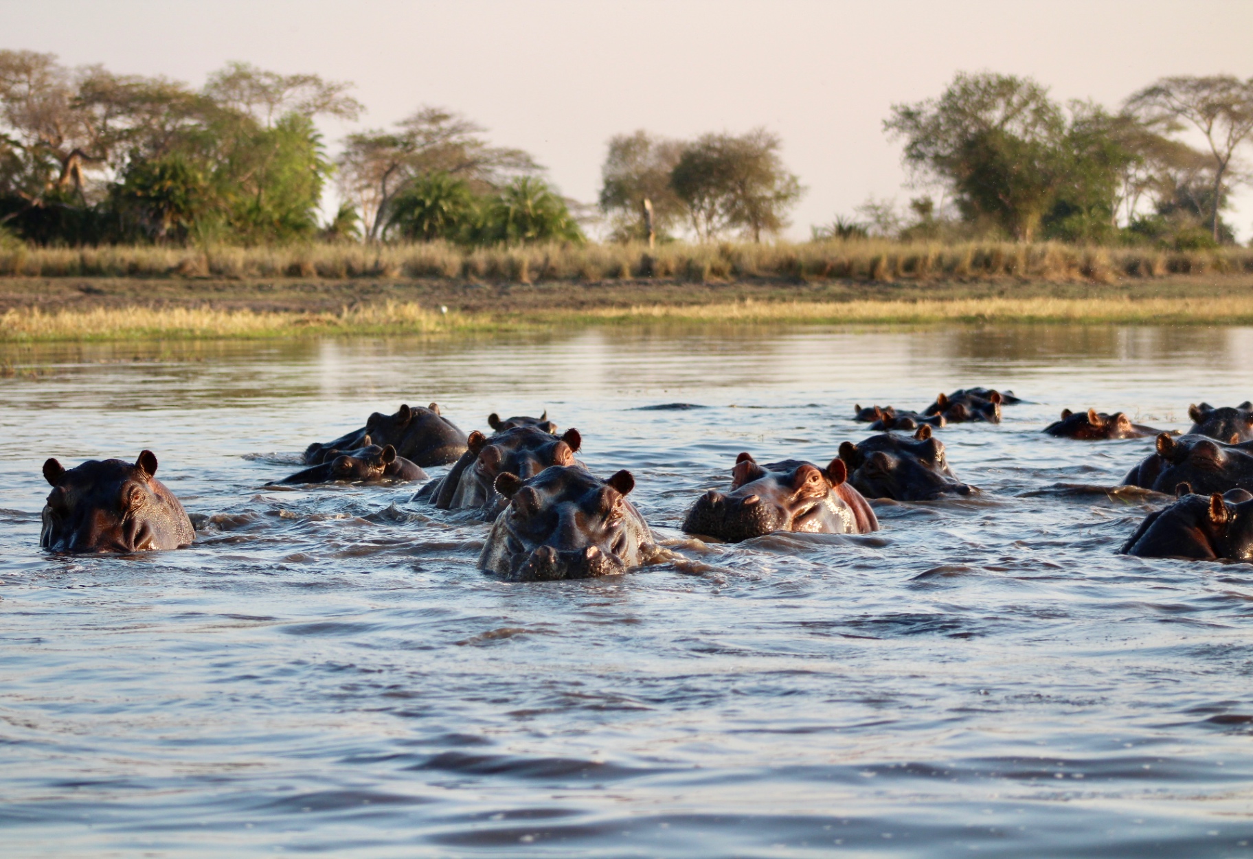 Pod of hippos surfacing in a river at sunset