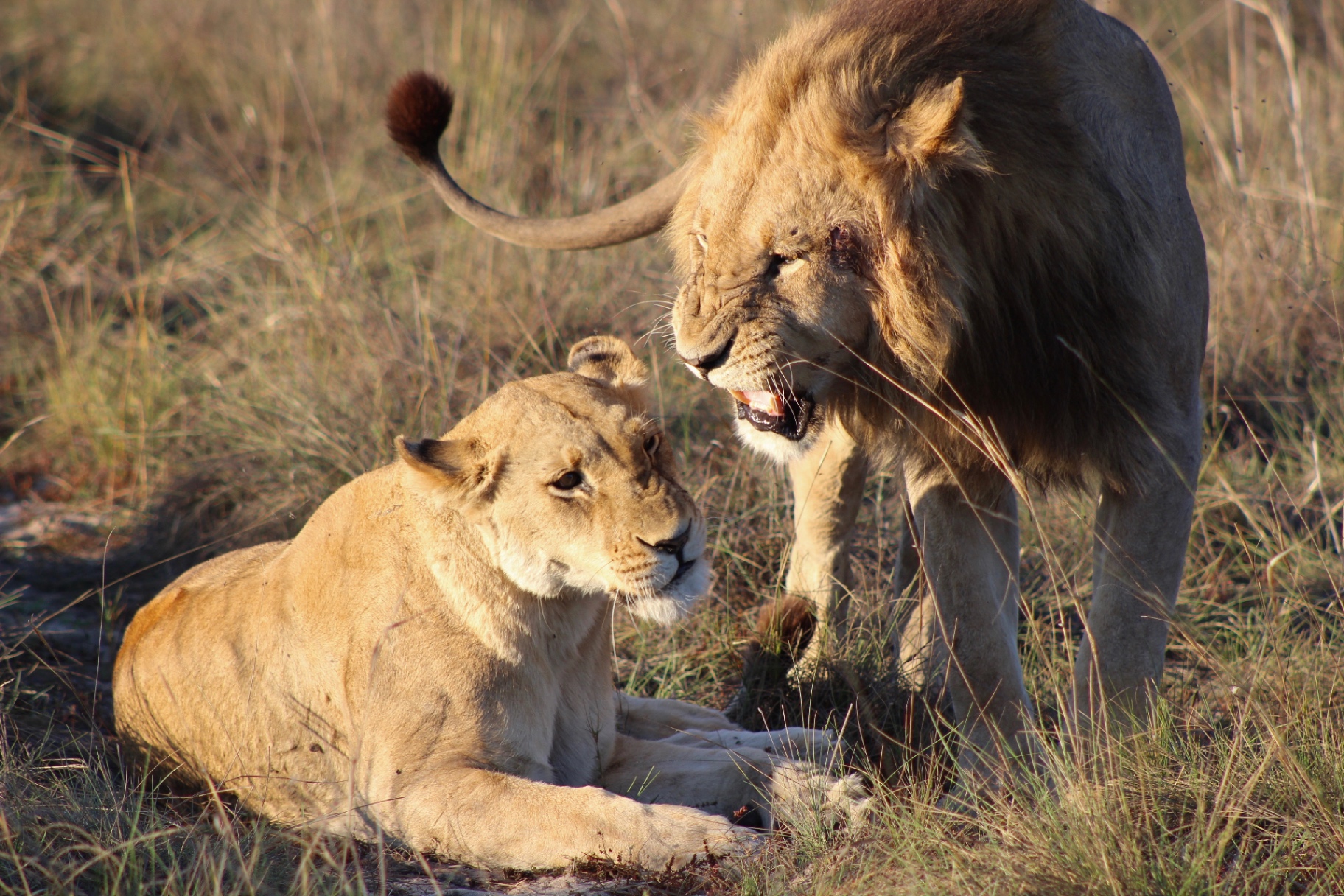 Male and female lion pair in tall grass at golden hour