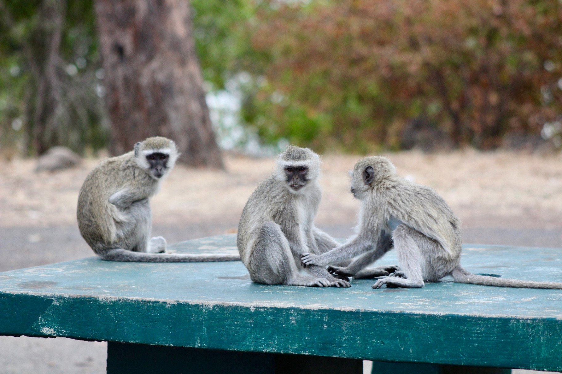 Three vervet monkeys sitting together on a picnic table